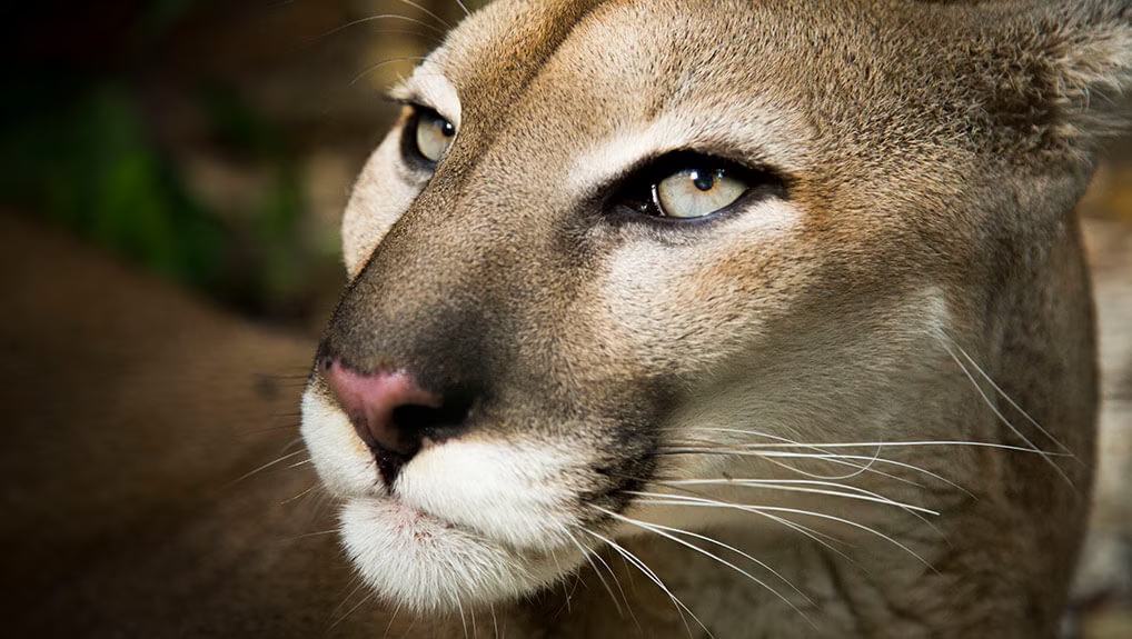 Big Cats