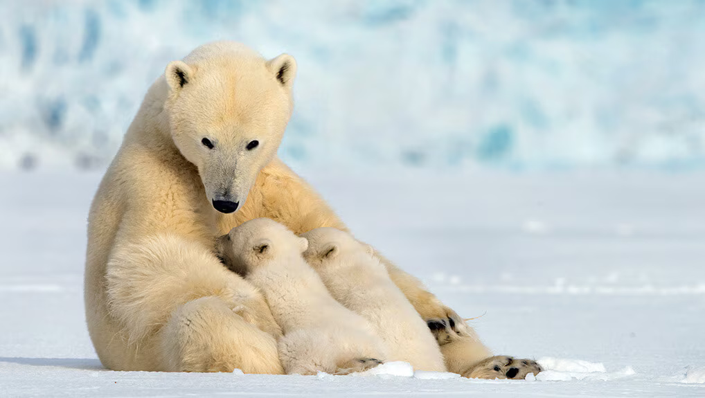 Snow Bears