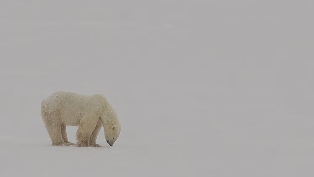 Operation Arctic