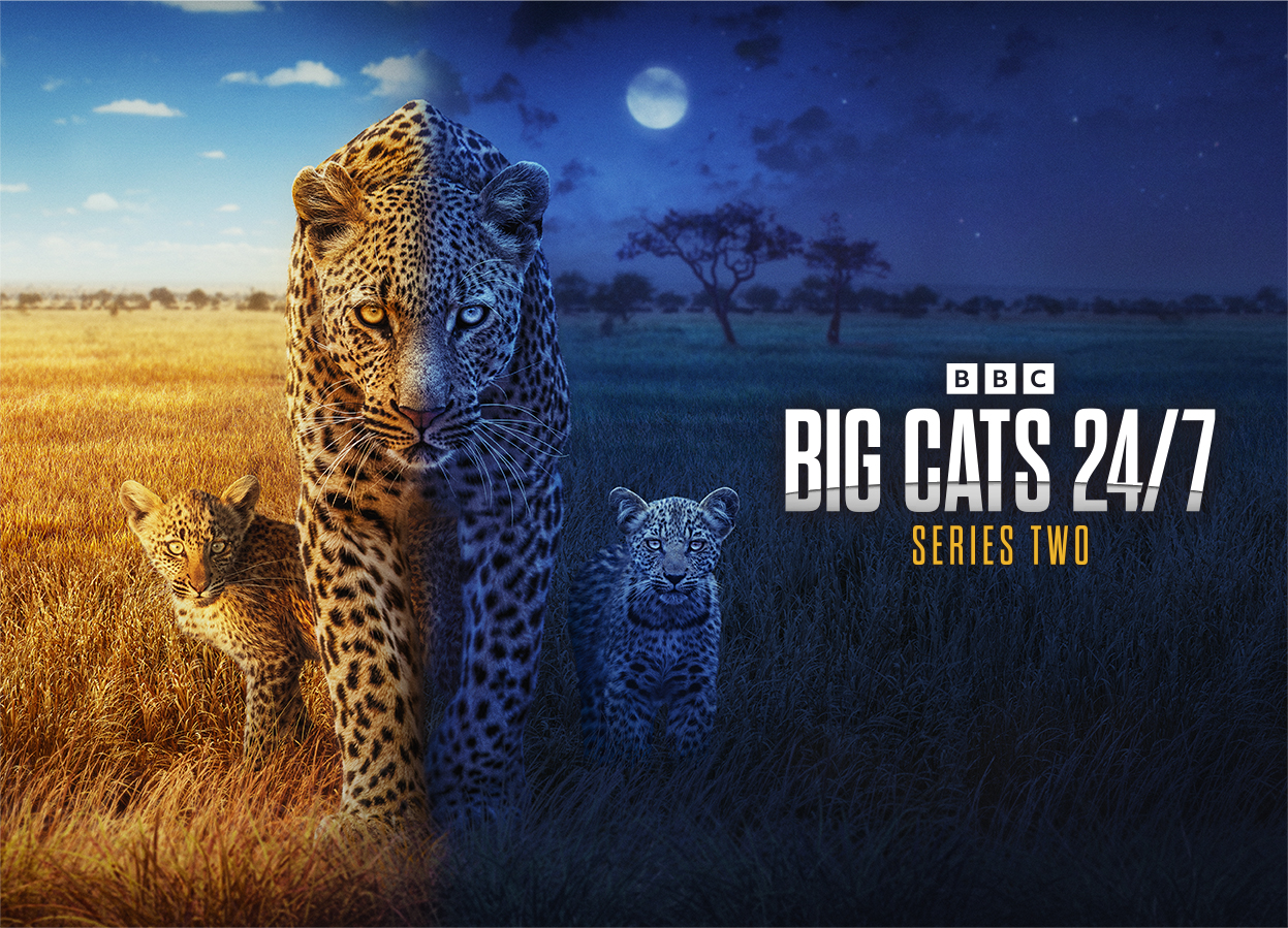 Big Cats 24/7 Series 2